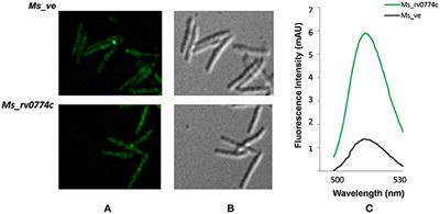 Modulation of Trehalose Dimycolate and Immune System by Rv0774c Protein Enhanced the Intracellular Survival of Mycobacterium smegmatis in Human Macrophages Cell Line